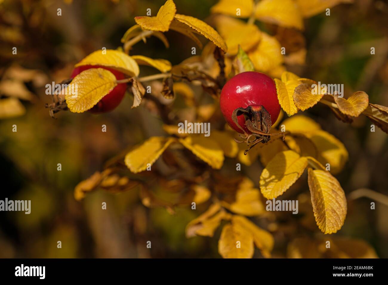 Red rosehip with yellow coloured autumn leaves Stock Photo