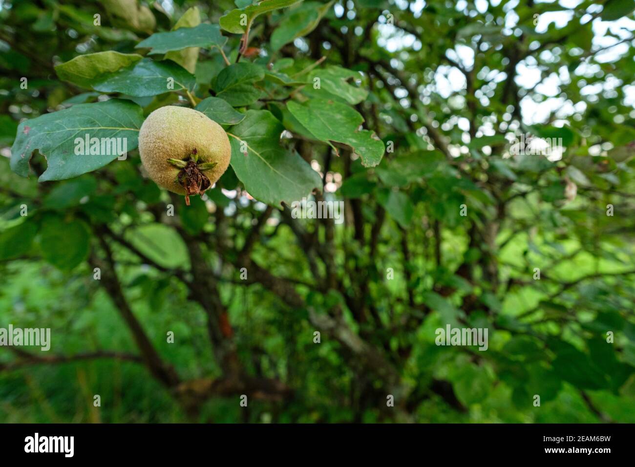 Quince fruit at a bush Stock Photo