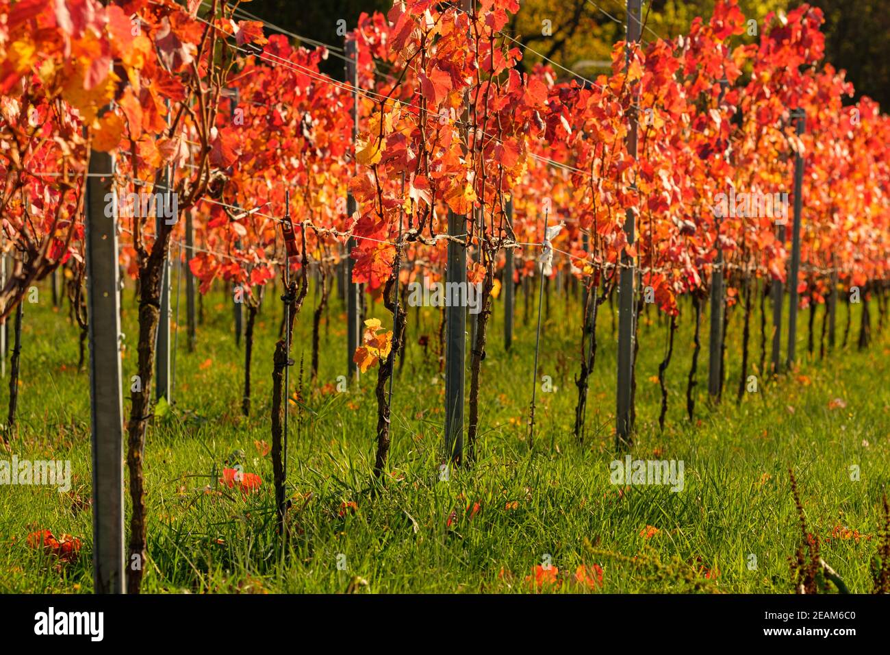 Vinen in vineyard in red autumn colours Stock Photo