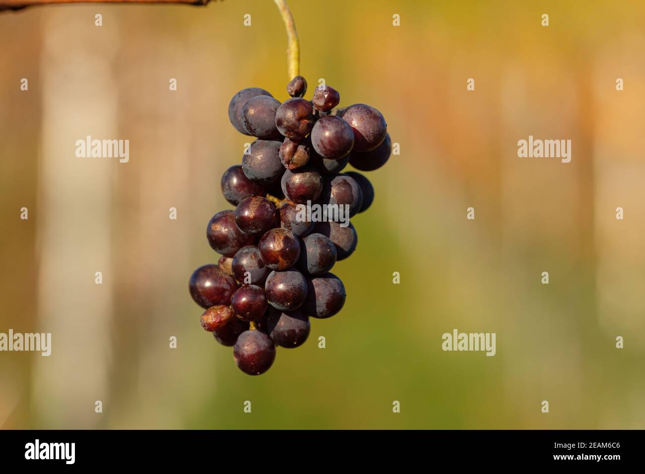 Very ripe red wine grapes Stock Photo