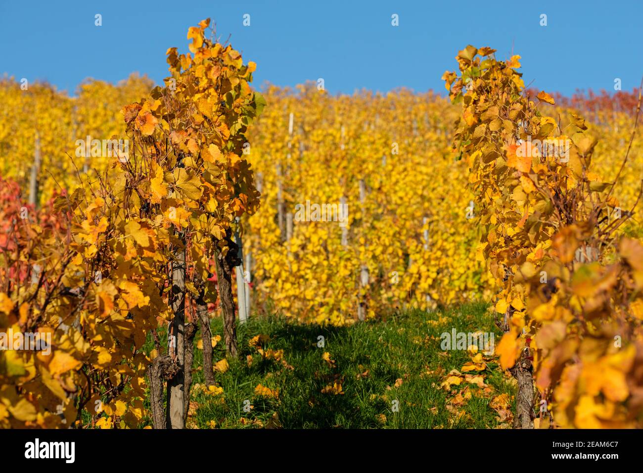 Vines in yellow autumn colouring Stock Photo