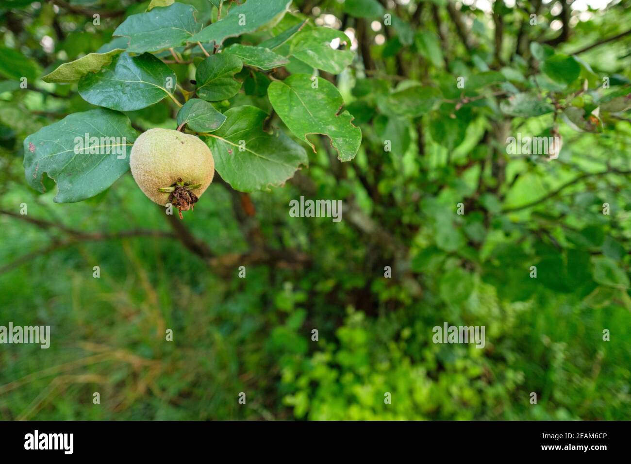 Fruit tree with quince at a branch Stock Photo