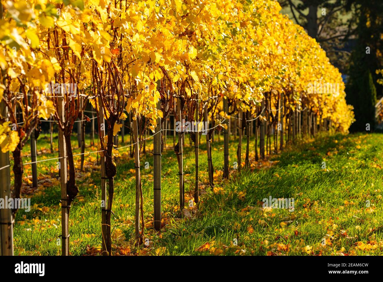 Yellow autumn colours of vines in a vineyard Stock Photo