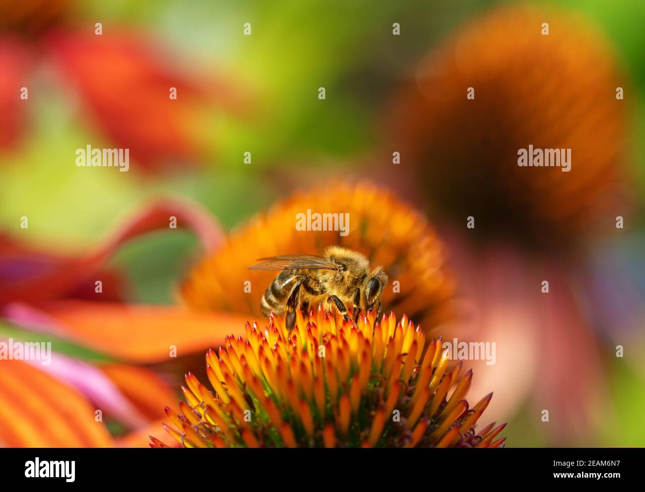 Bee collecting nectar at a coneflower blossom Stock Photo