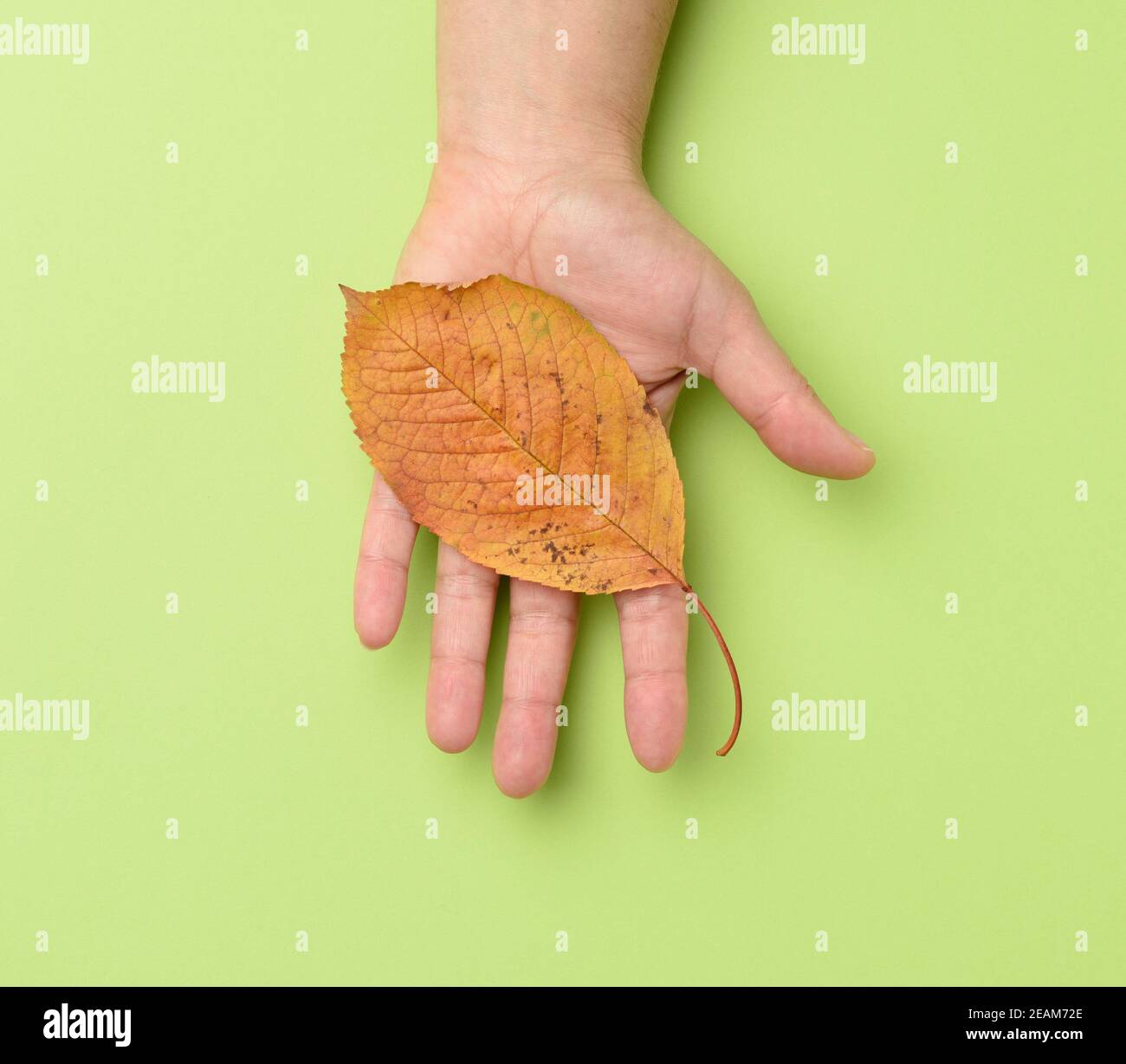 female hand holding a yellow cherry leaf on a green background Stock Photo