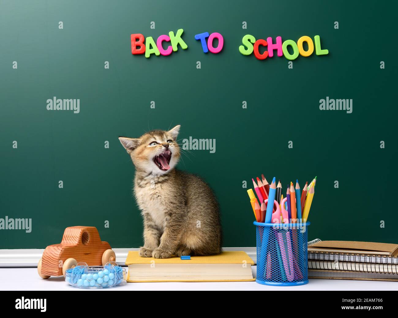 cute kitten scottish golden chinchilla straight sitting with open mouth on a book on a background of green chalk board Stock Photo