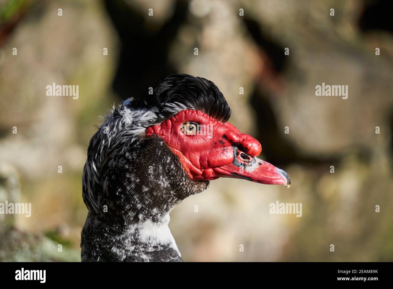 Muscoby Drake Muscovy Drake High Resolution Stock Photography and Images - Alamy