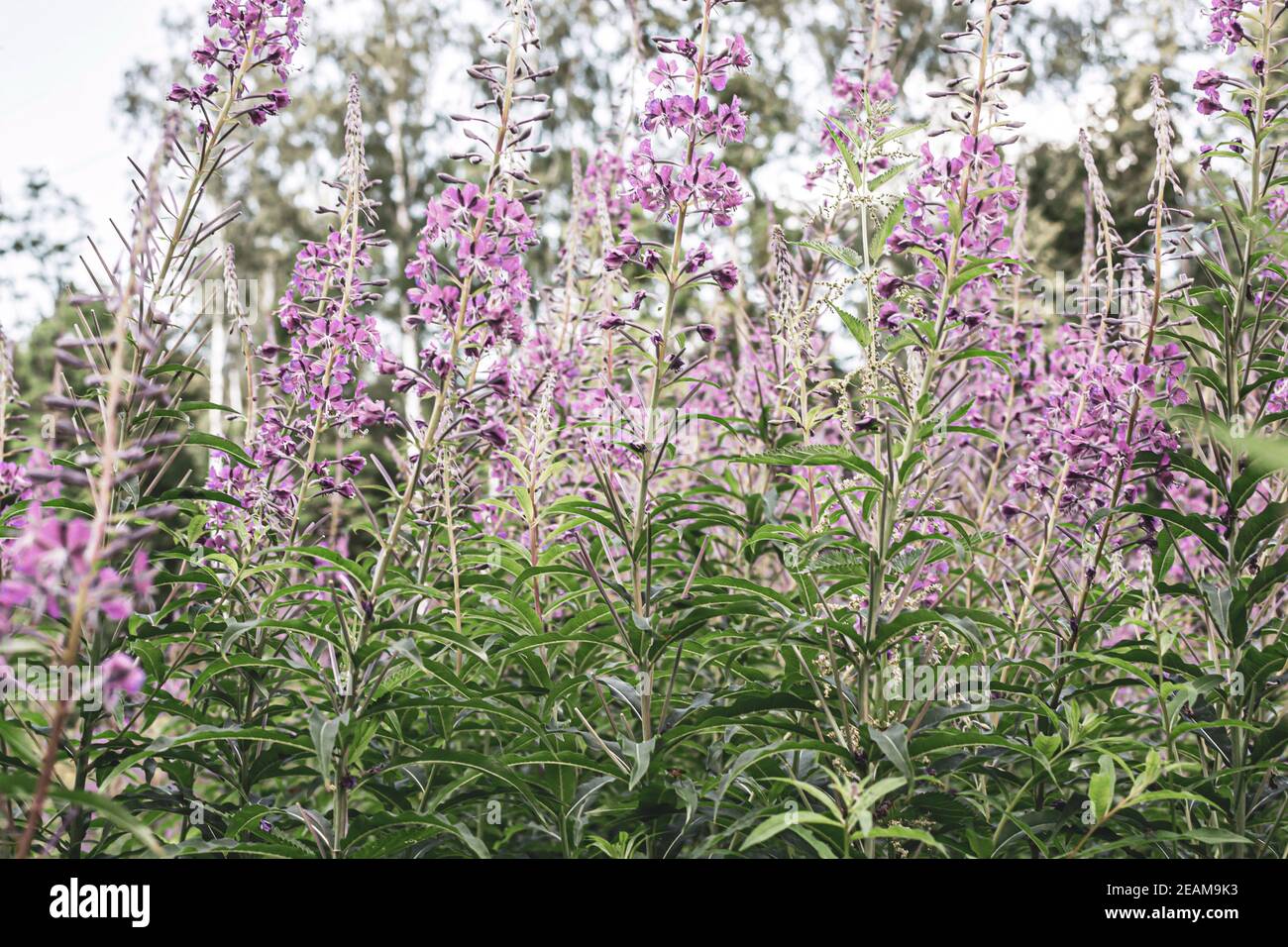 Field of blooming sally flowers, wild medicinal herbal tea of willow plant or Epilobium. Willow-herb, medicinal plant, herbalism. Russian Ivan Tea Stock Photo