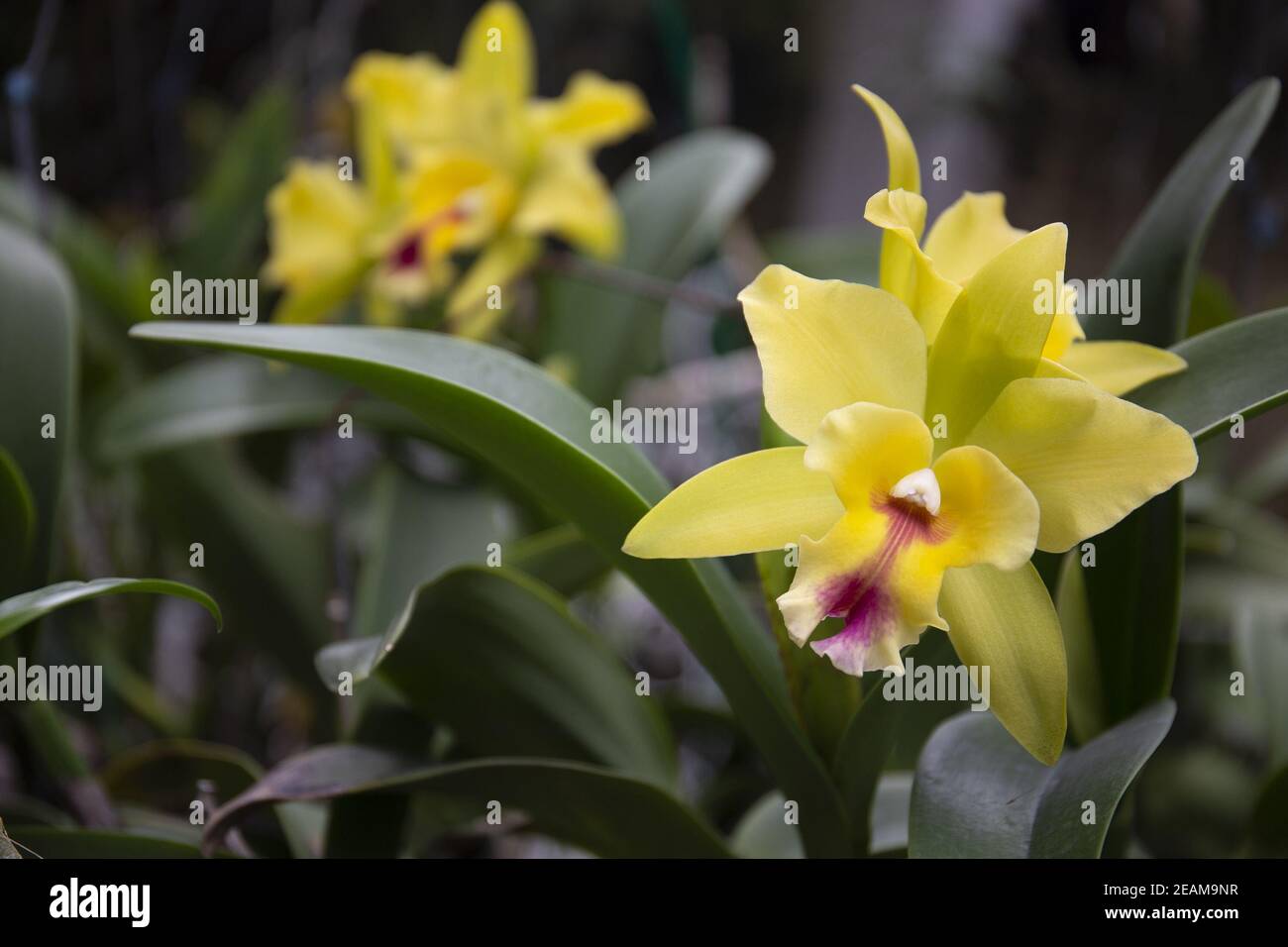 Closeup of yellow brassolaeliocattleya in a garden under the sunlight with a blurry background Stock Photo