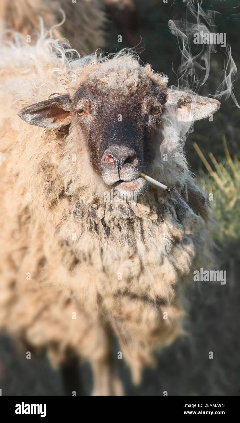 sheep smoking a cigarette Domestic ram who smokes a cigarette Stock Photo