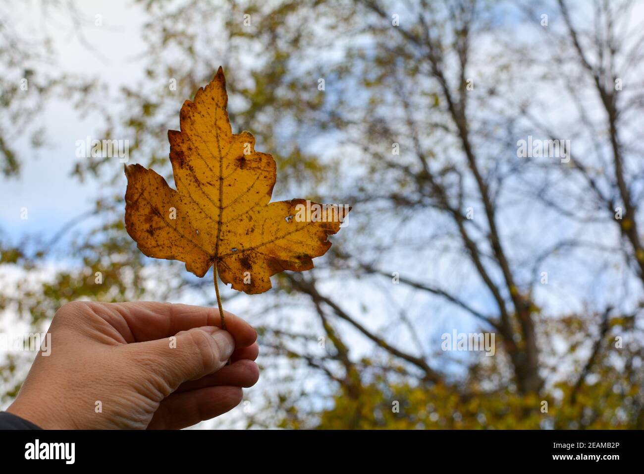 Hand holds autumn leaf in front of nature Stock Photo
