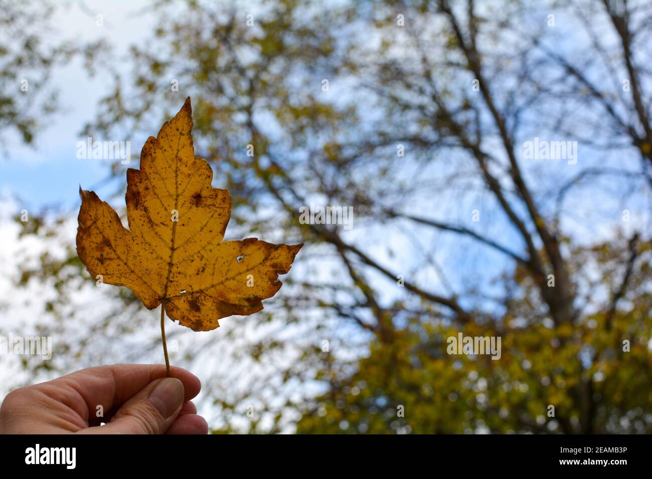 Hand holds a autumn leaf in front of nature Stock Photo