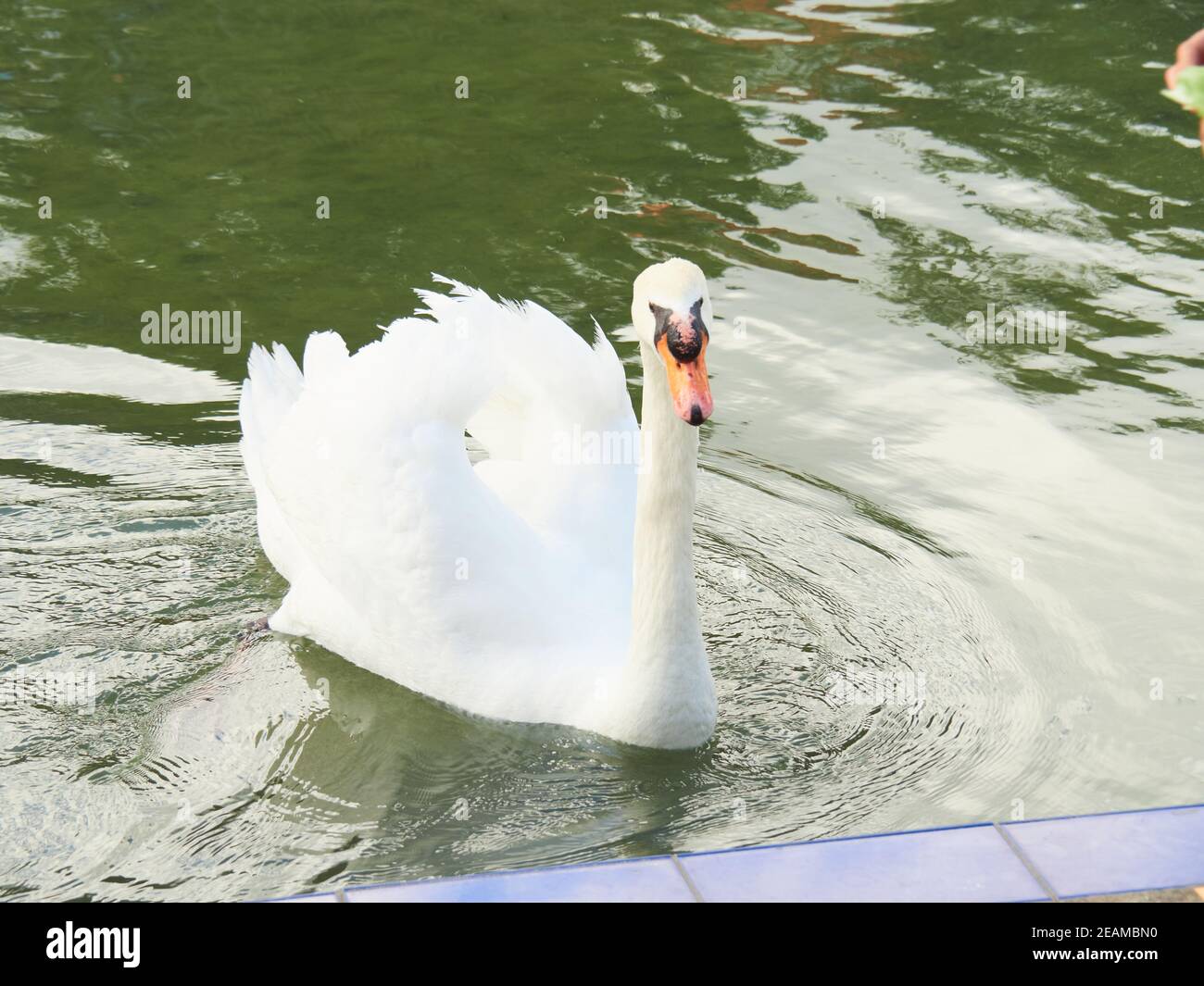 Beautiful shot of a white swan on the pond Stock Photo - Alamy