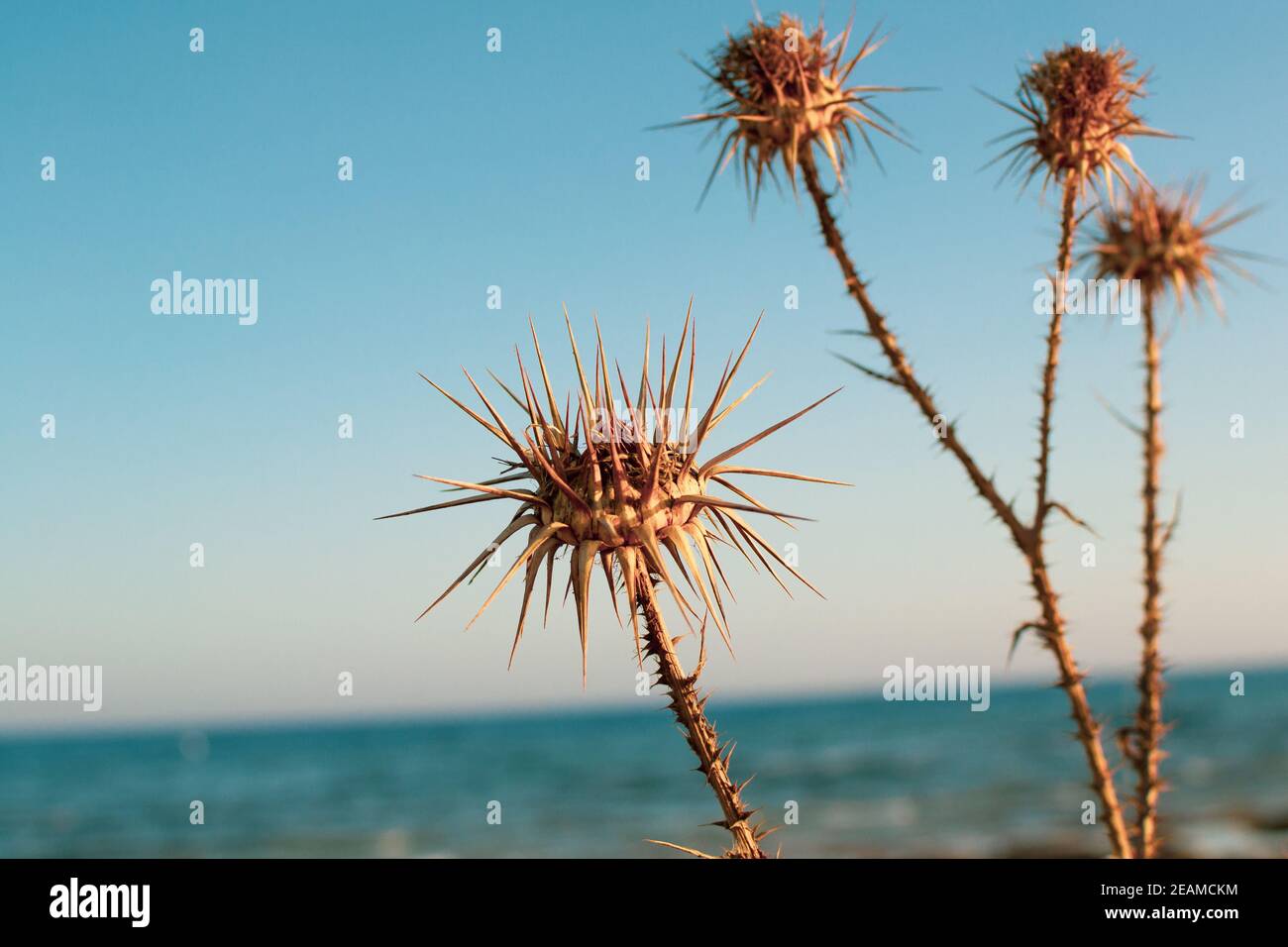 A closeup of dry thistles in Ayia Napa coast in Cyprus, wild artichoke, blue sky and sea blurred background Stock Photo