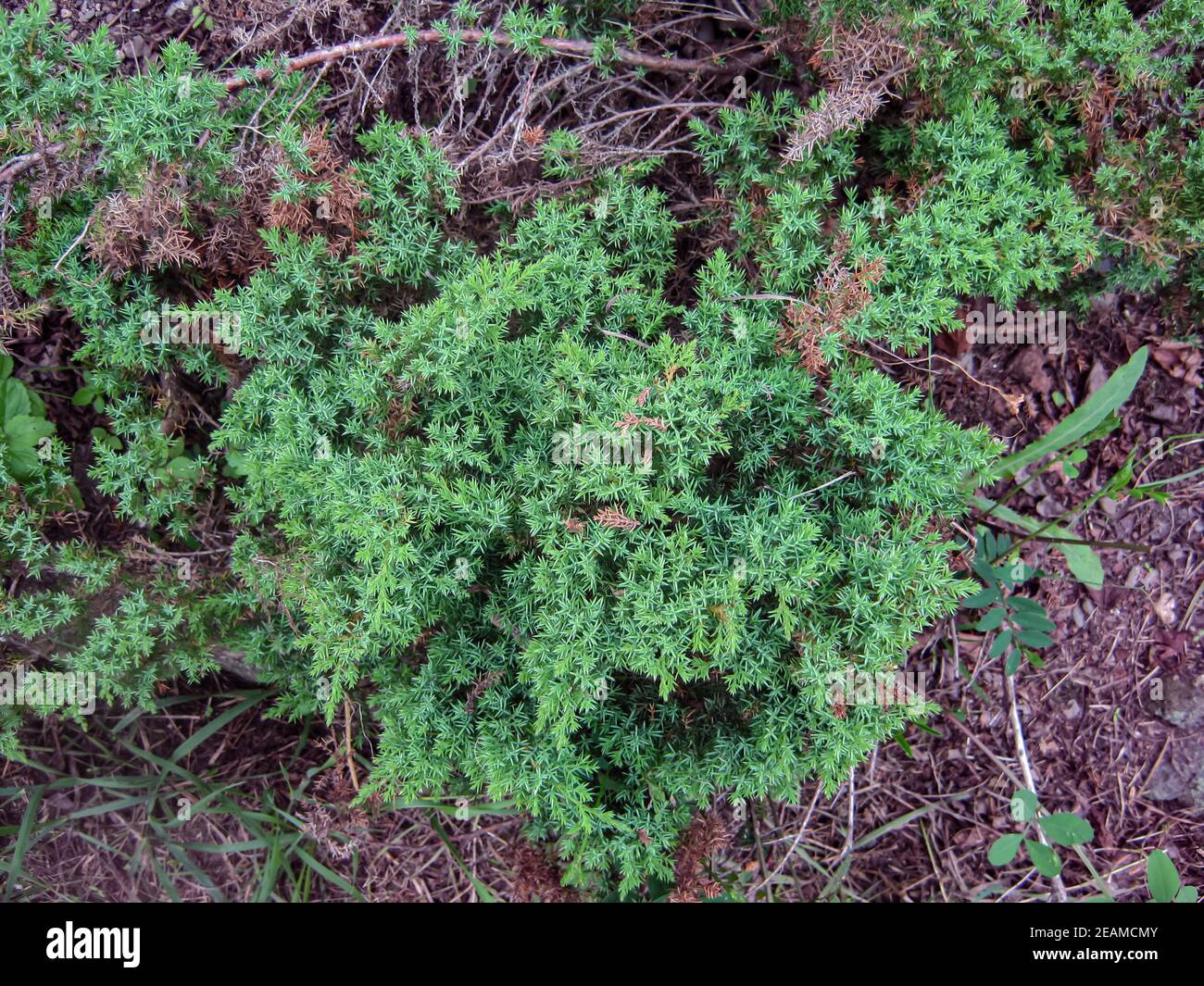 Closeup green thorny bush, plant with thorns Stock Photo