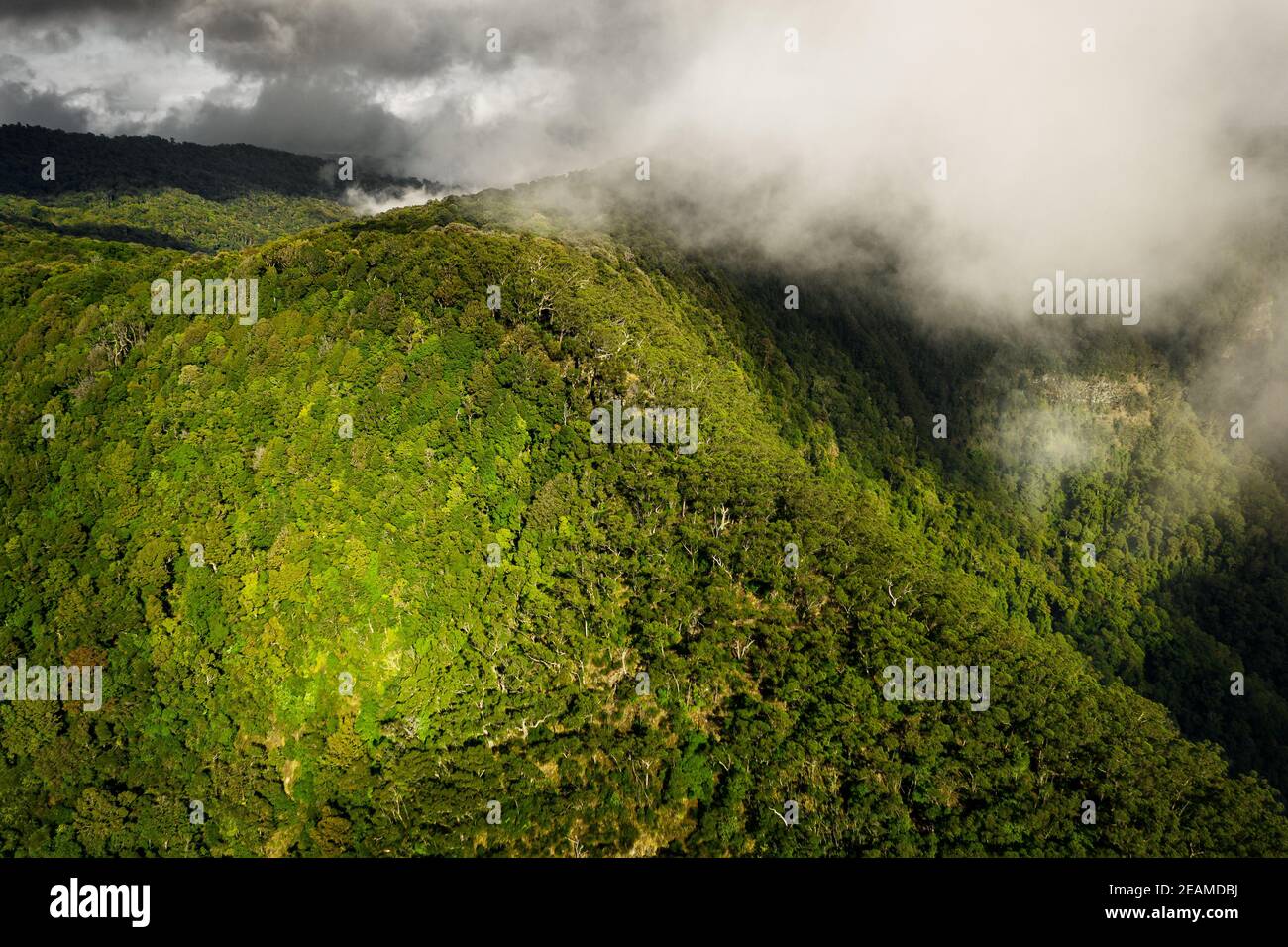 Aerial view on the world heritage rainforest of Border Ranges National Park. Stock Photo