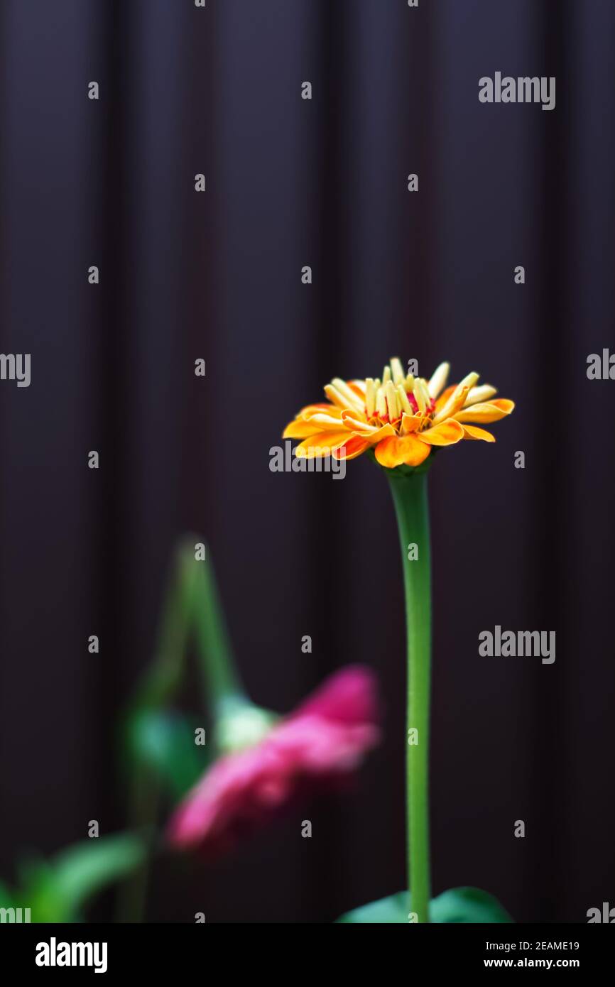 Broken heart symbol. Two pink and orange zinnia flowers. The zinnia flower is broken. Blurred foreground. A metaphor for parting and unrequited love Stock Photo