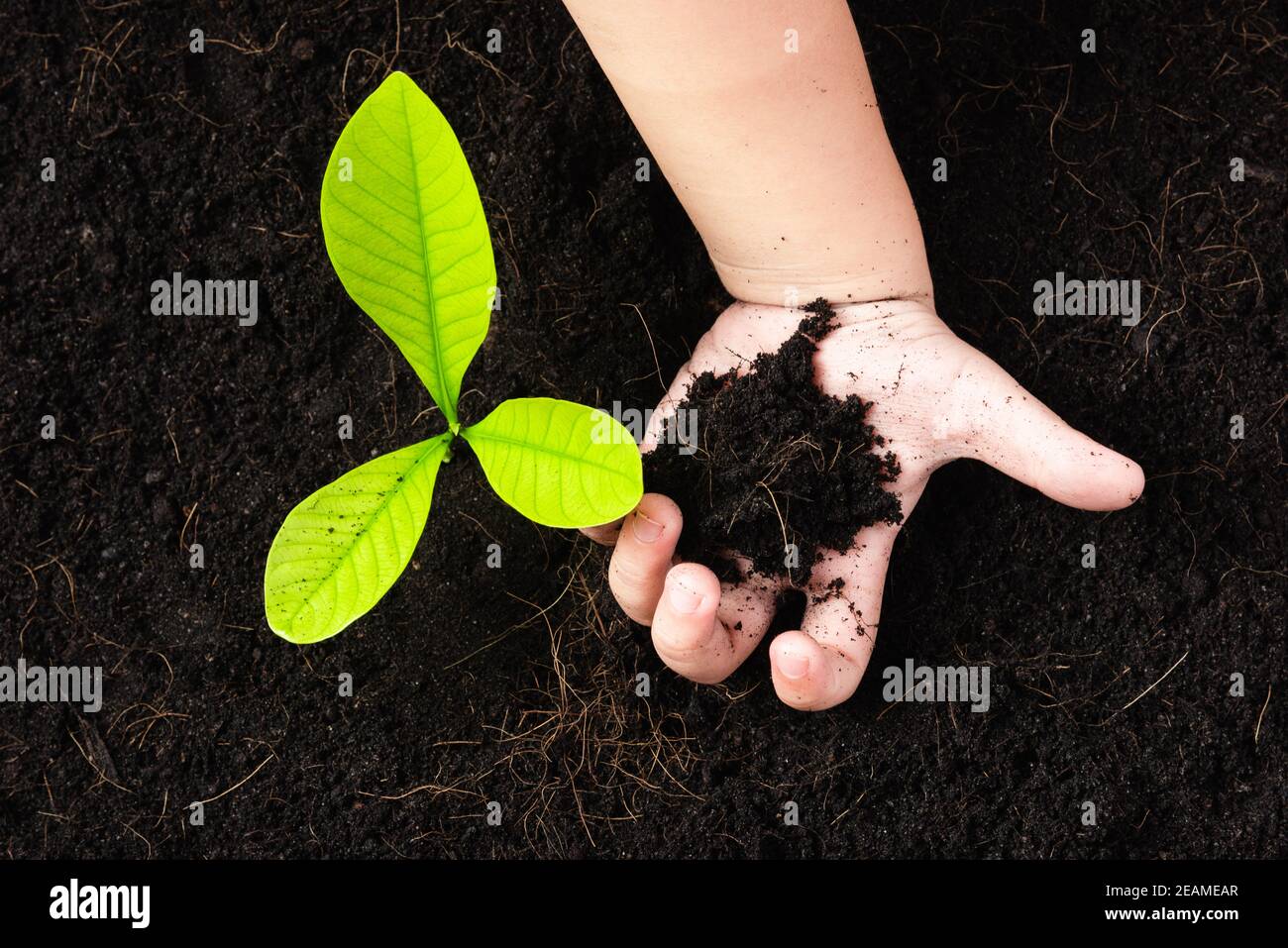 little seedling young tree in black soil on child's hands Stock Photo