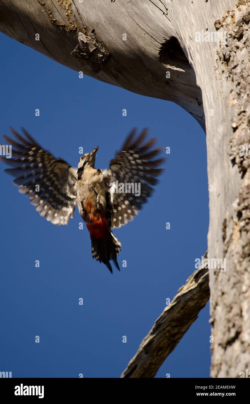 Female of great spotted woodpecker flying with food to its nest. Stock Photo