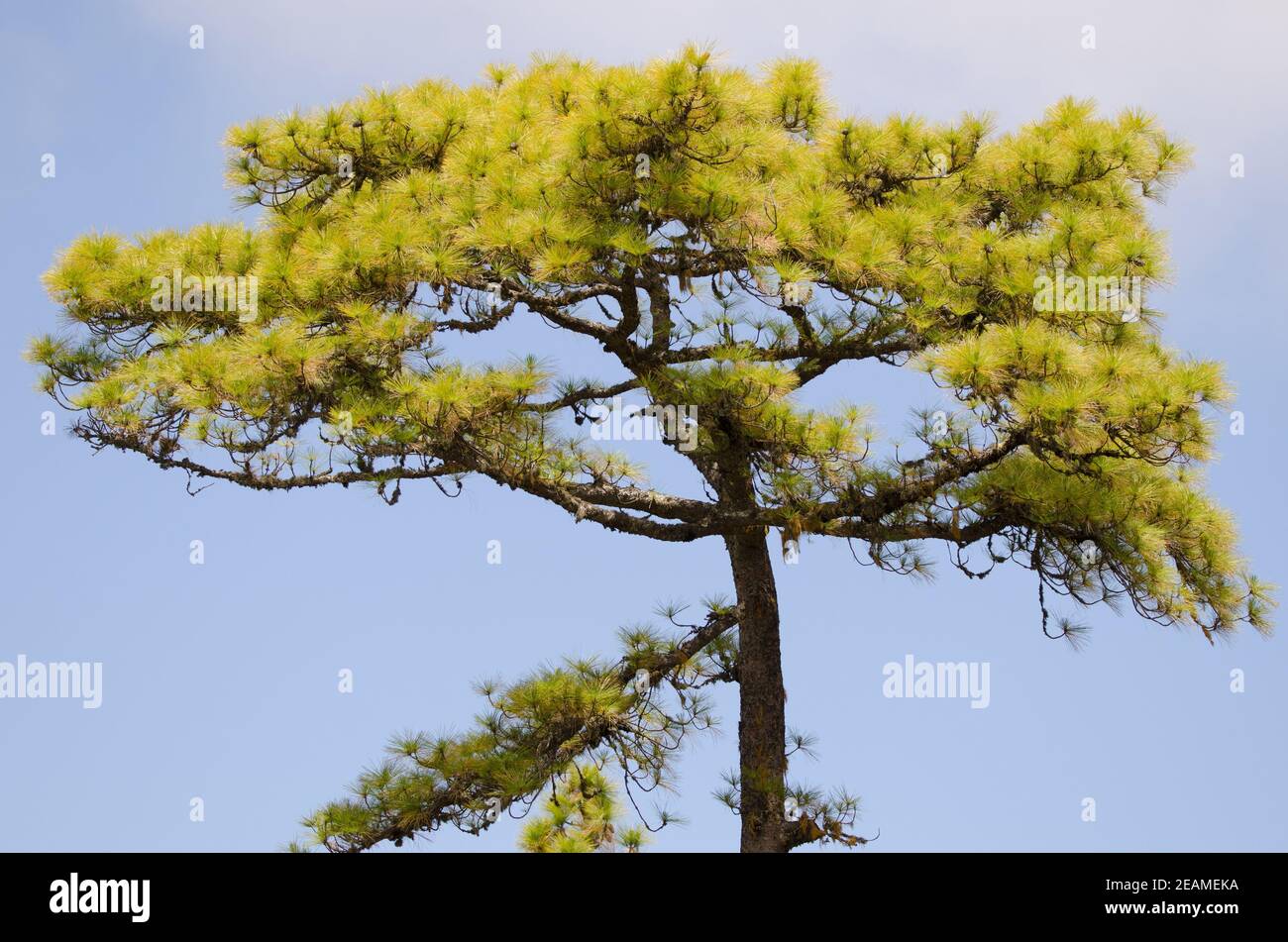Canary Island pine Pinus canariensis in the Integral Natural Reserve of Inagua. Stock Photo