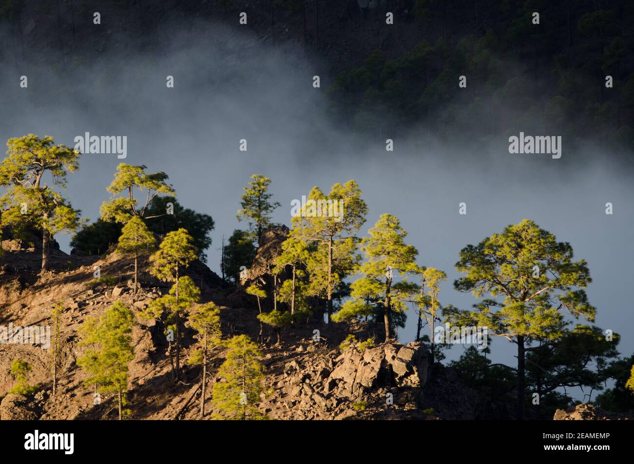 Forest of Canary Island pine in the fog. Stock Photo