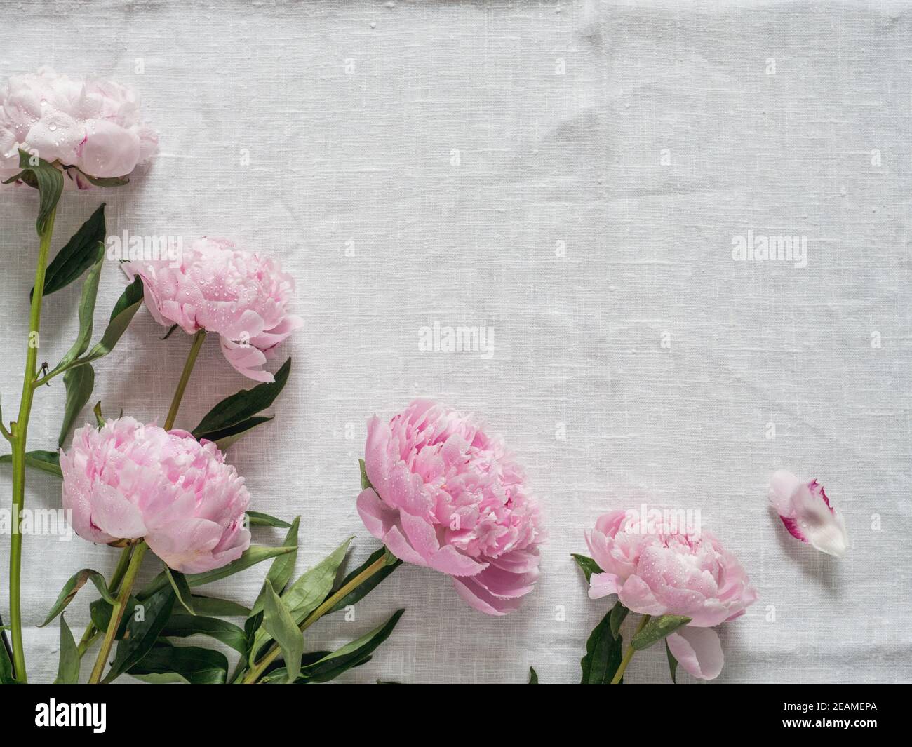 peony bouquet on white tablecloth Stock Photo