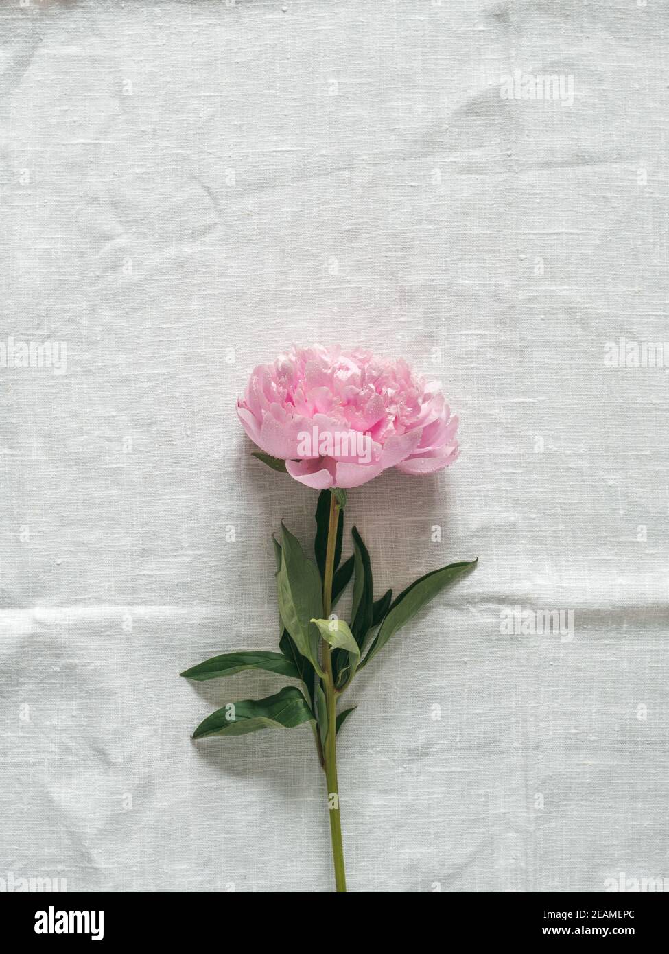 peony flower on white tablecloth Stock Photo