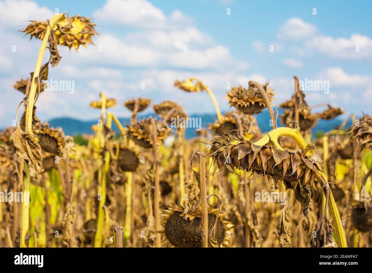 A field of drying sunflowers in August in Friuli-Venezia Giulia, north east Italy Stock Photo