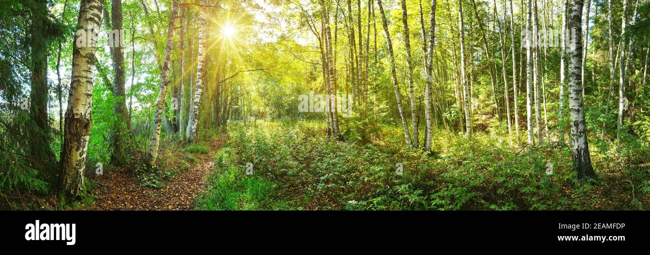 birch tree forest in morning Stock Photo
