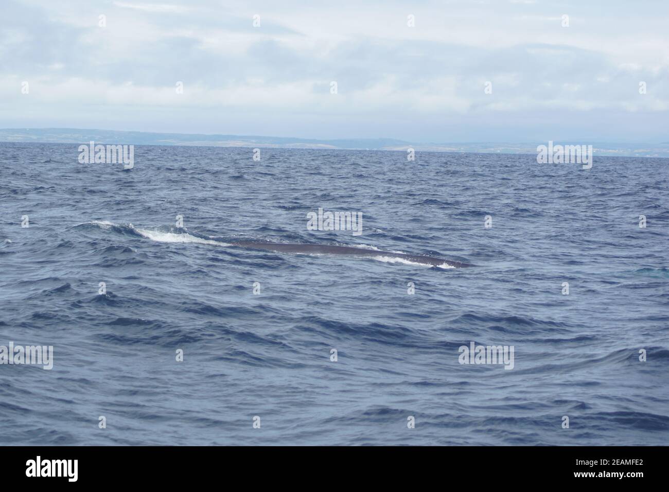 Whale tour in the south of Ireland at the Celtic Sea  Atlantic Ocean Stock Photo