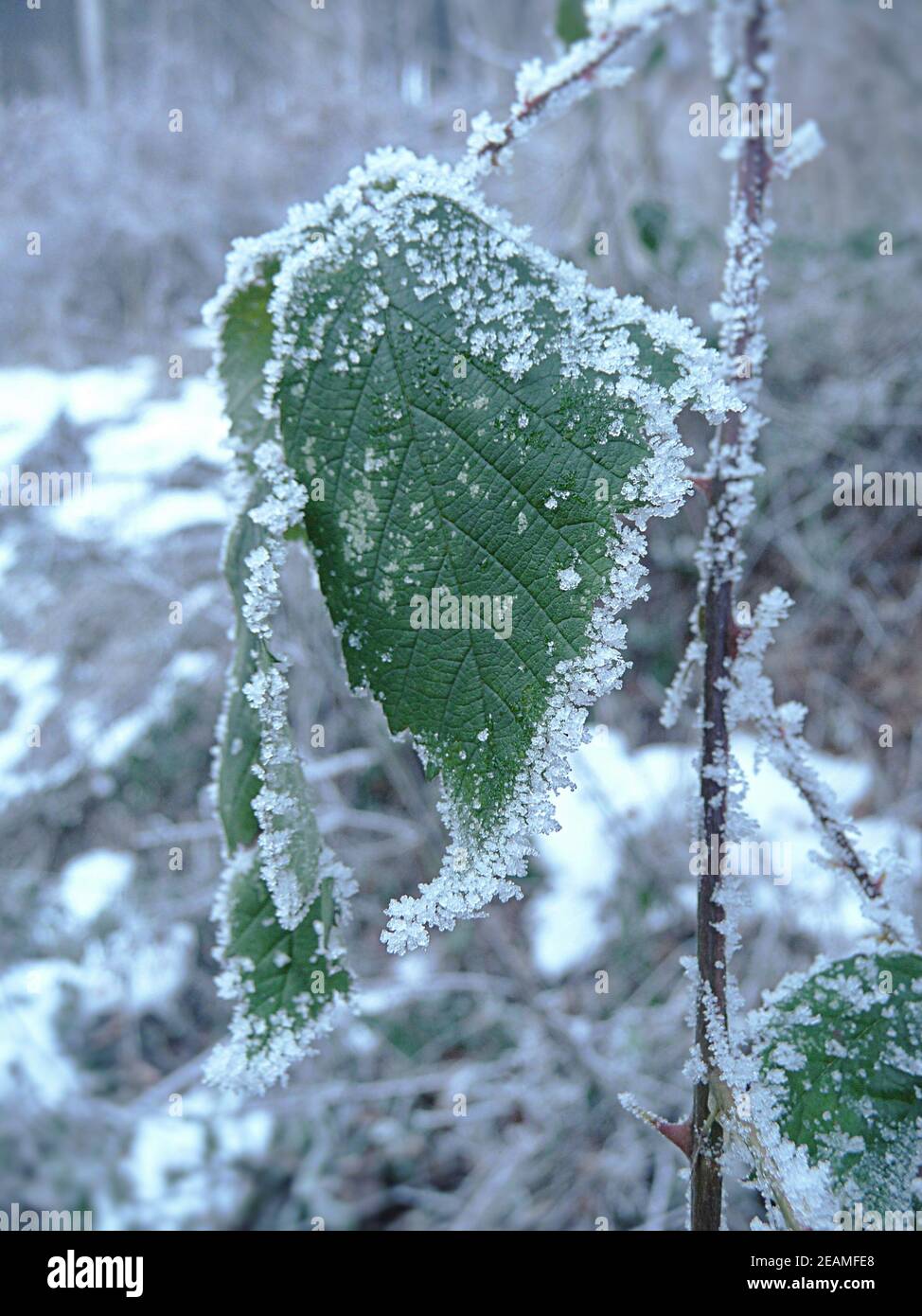 Freeze rime hi-res stock photography and images - Alamy
