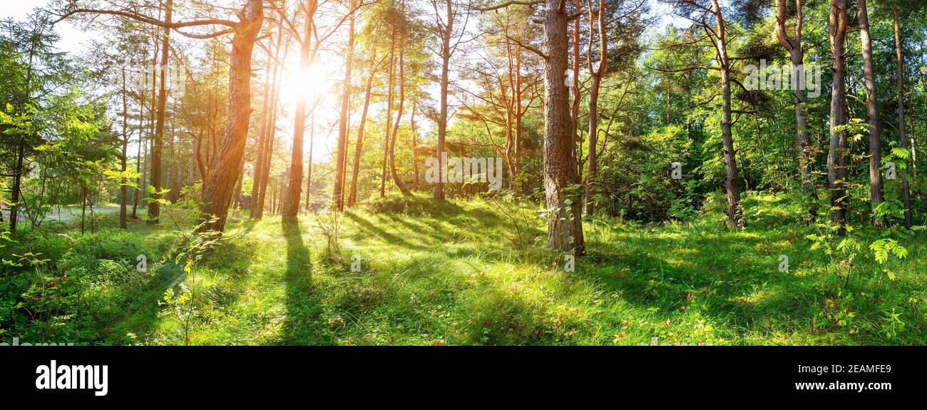 Trees with light hi-res stock photography and images - Alamy