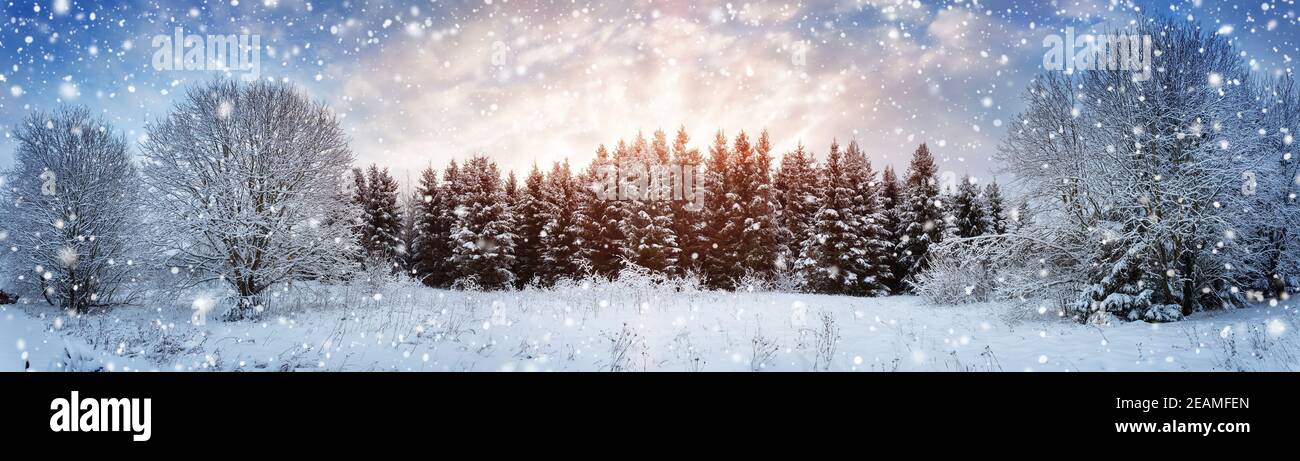 Pine trees in winter landscape at sunset Stock Photo