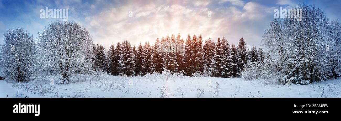 Winter snow trees forest hi-res stock photography and images - Alamy