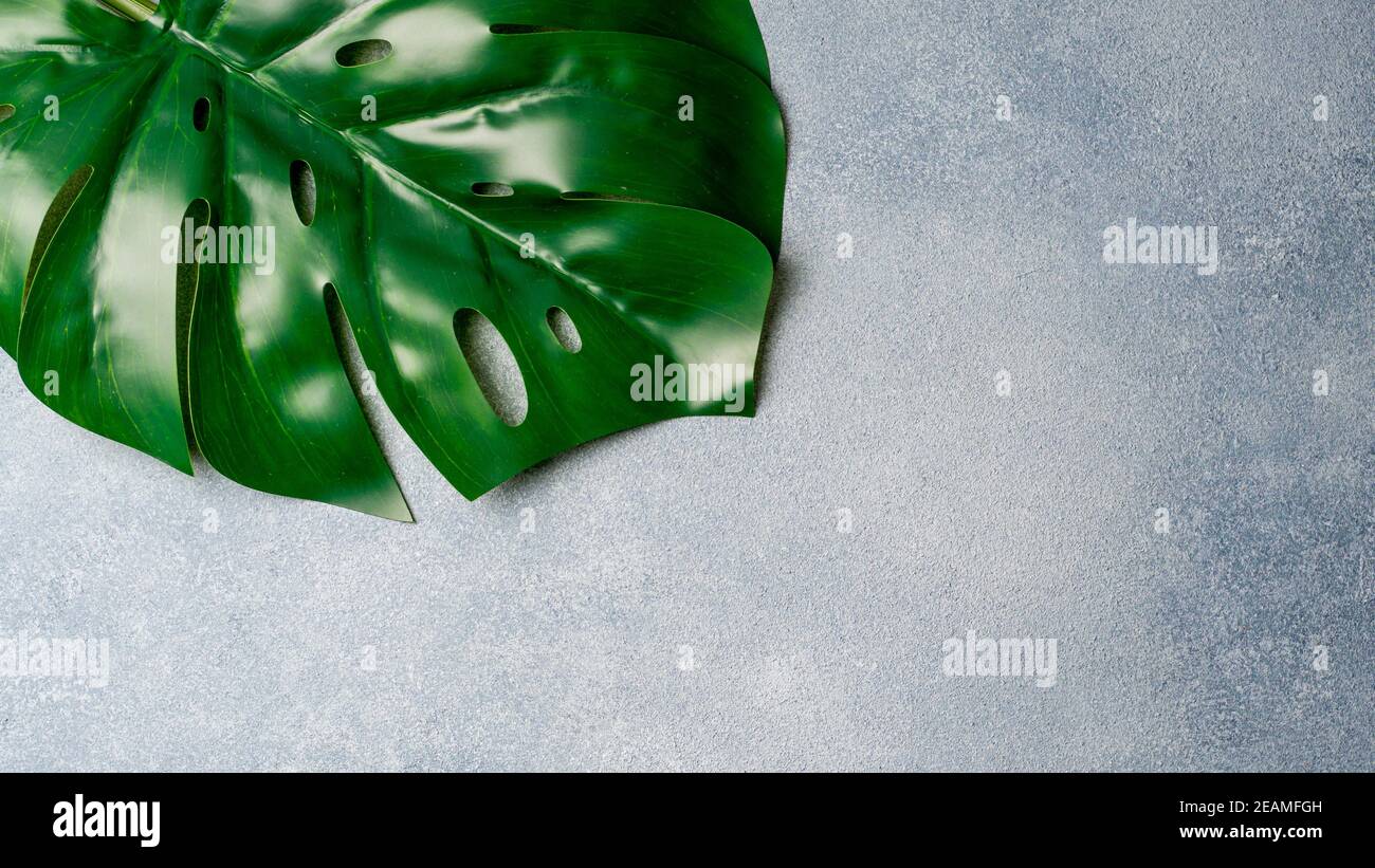 Monstera leaf on gray background Stock Photo
