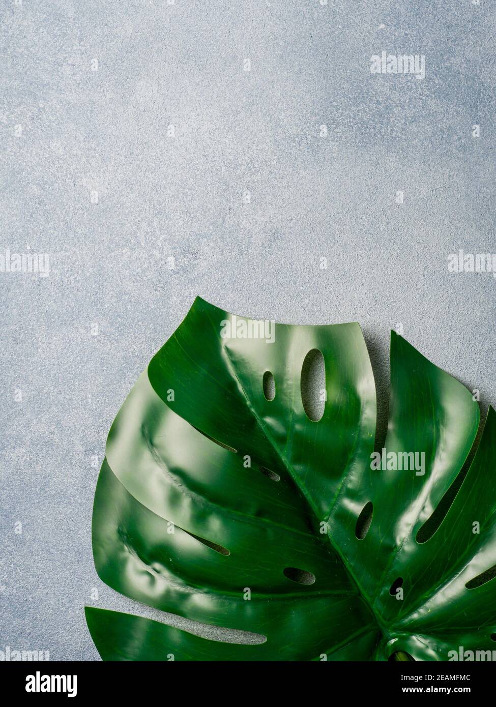 Monstera leaf on gray background Stock Photo