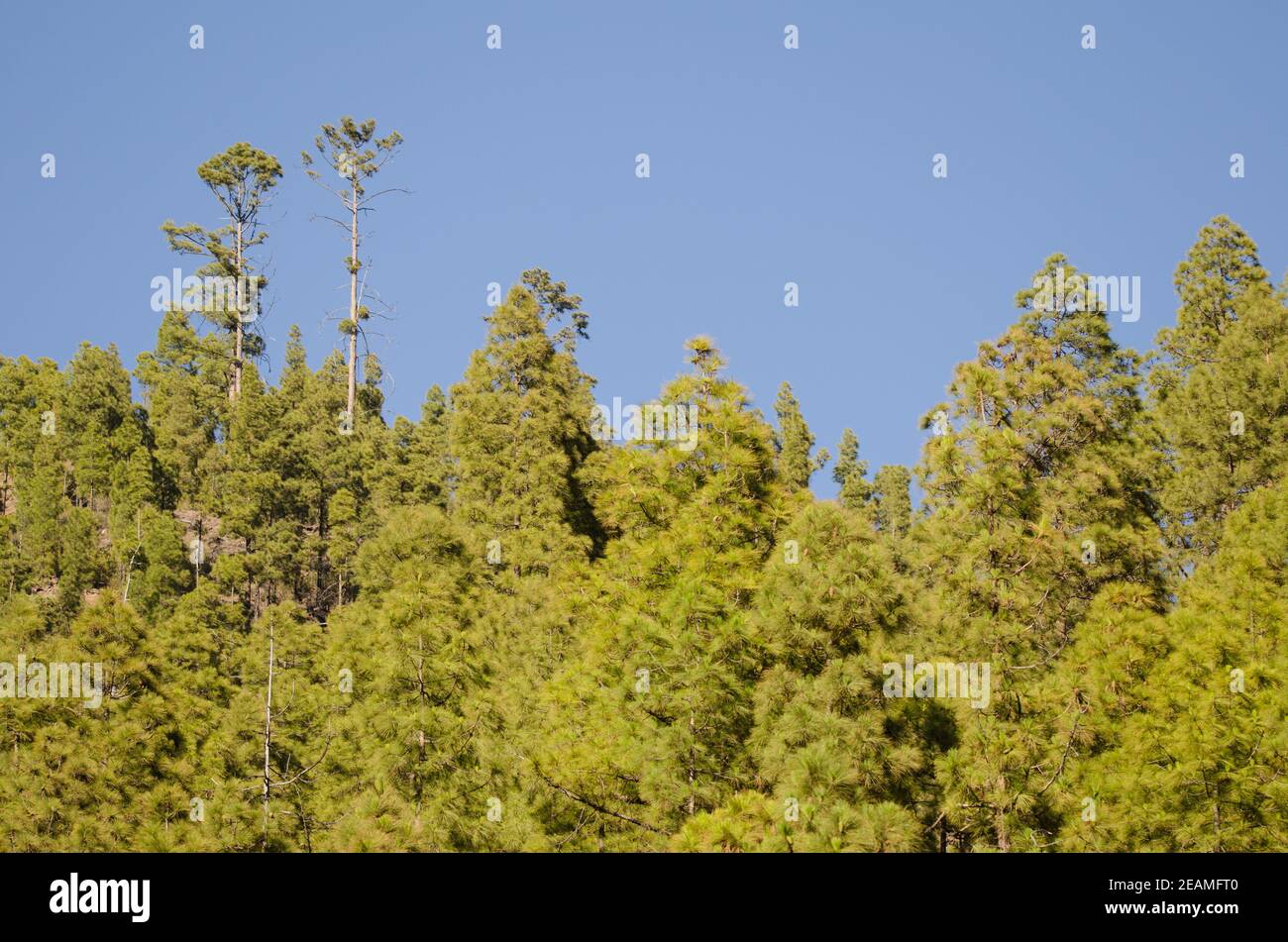 Forest of Canary Island pine Pinus canariensis. Stock Photo