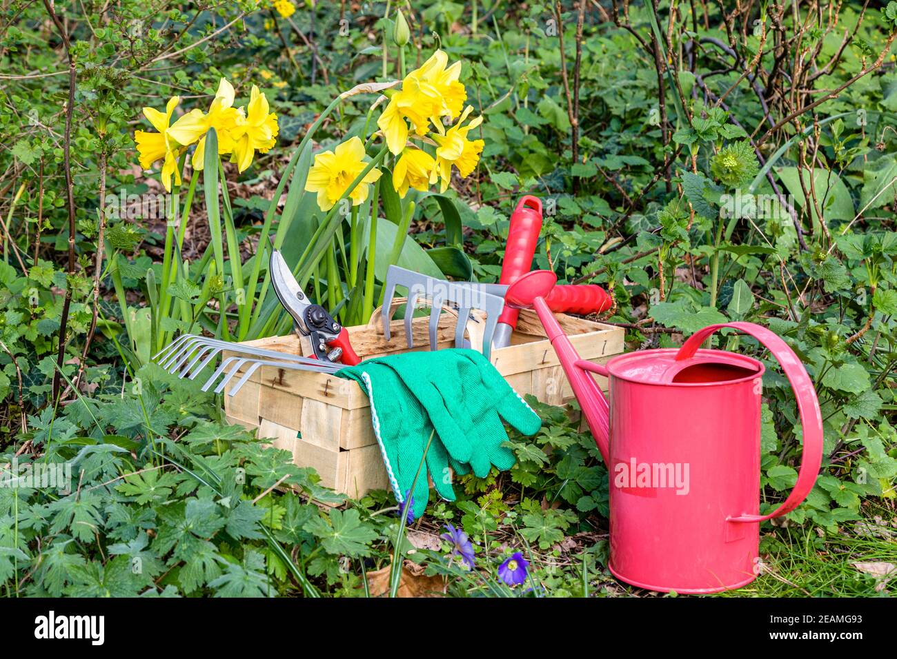 Gardening with rake, scissors, watering can and gloves in a garden in spring Stock Photo