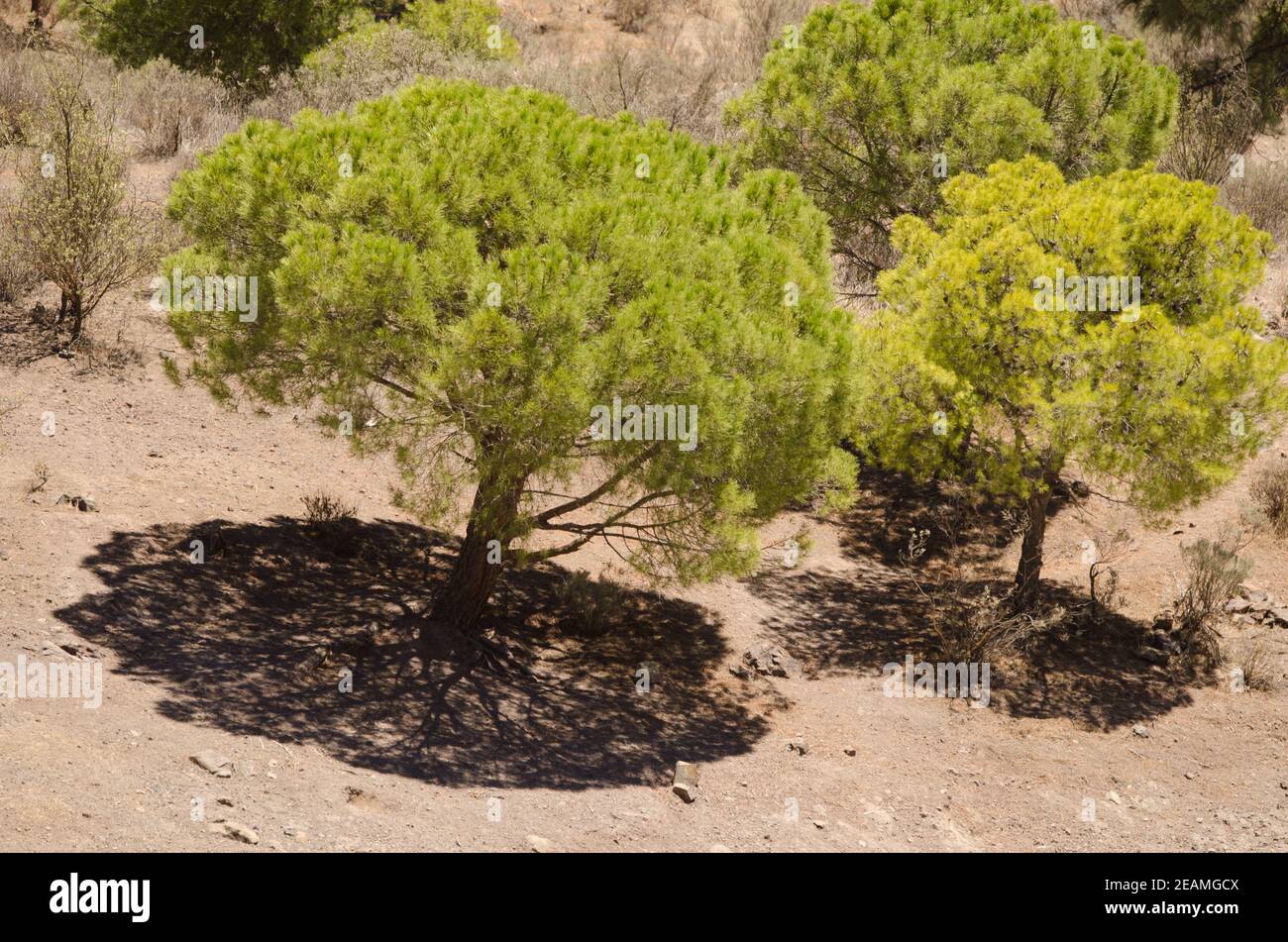 Aleppo pines Pinus halepensis in The Nublo Rural Park. Stock Photo