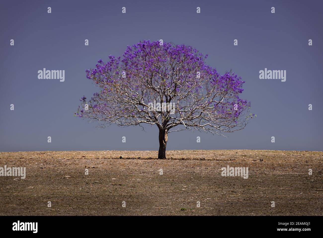Lonely Jacaranda tree on the hills in Boonah. Stock Photo