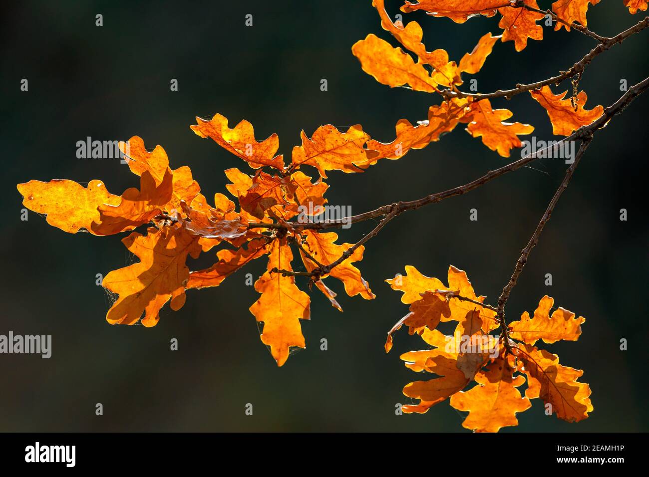 Orange oak tree leaves hi-res stock photography and images - Alamy