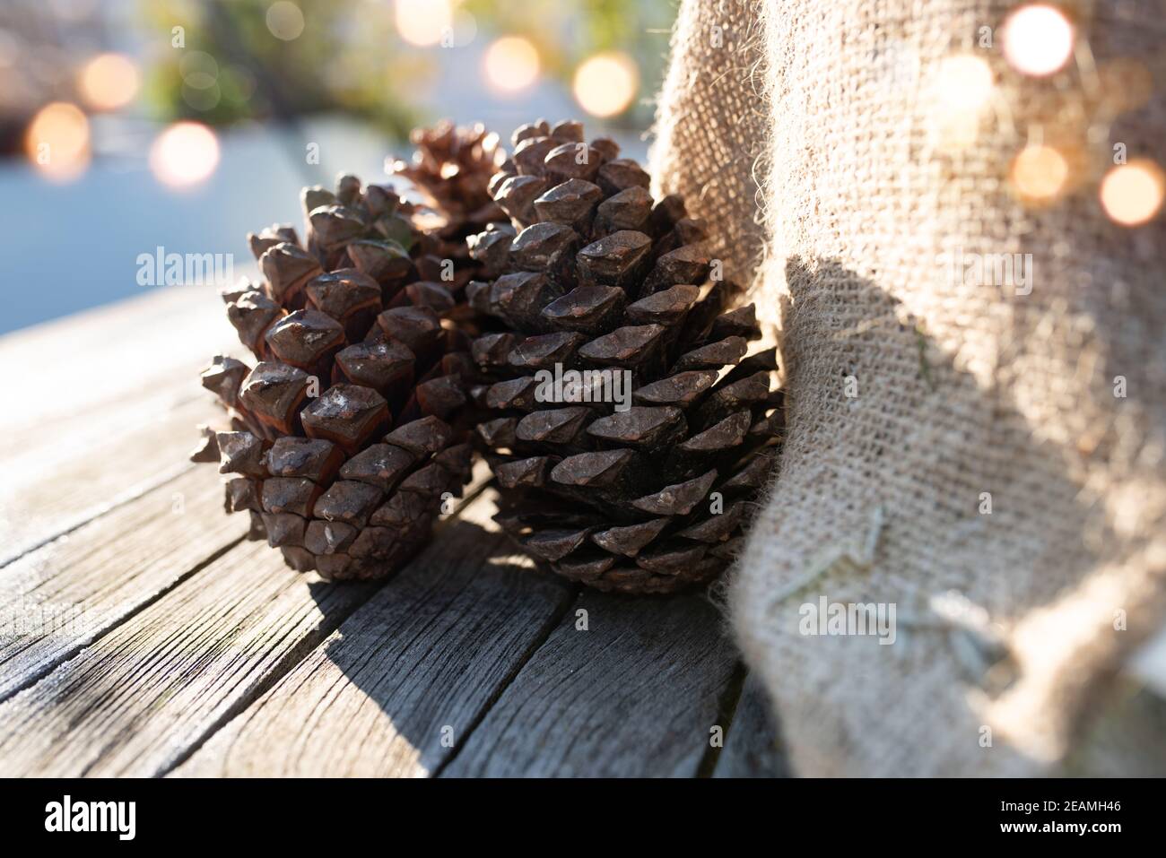 Winter decoration with pine cone Stock Photo