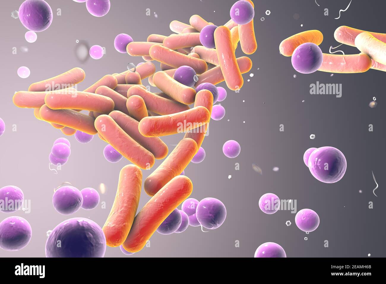 Rodshaped and spherical bacteria, Escherichia coli, Salmonella Stock Photo Alamy