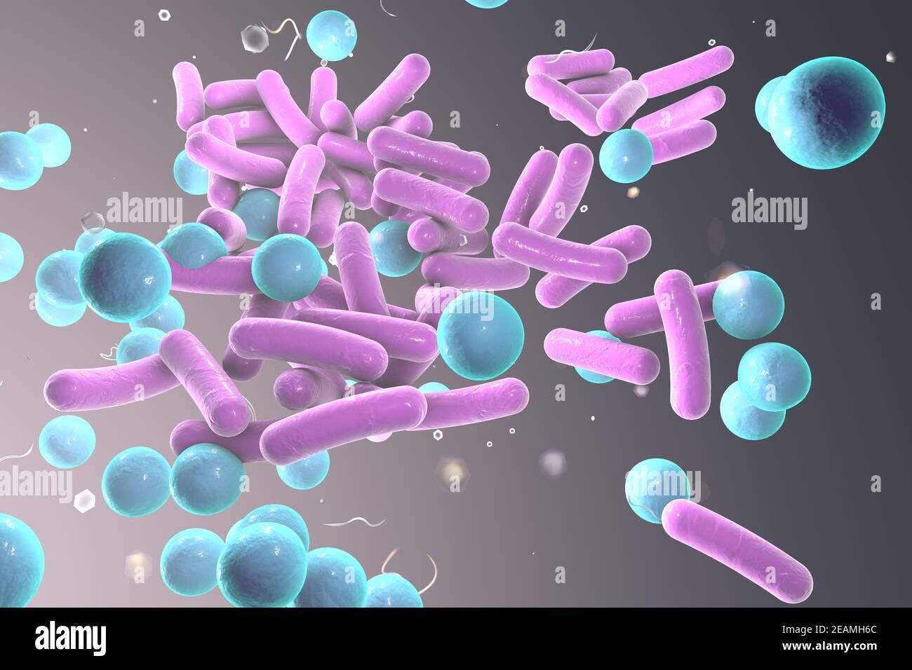 Rodshaped and spherical bacteria, Escherichia coli, Salmonella Stock