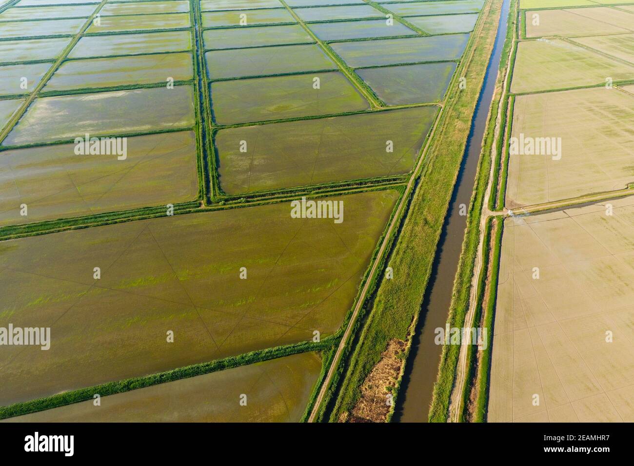 The rice fields are flooded with water. Flooded rice paddies. Agronomic ...