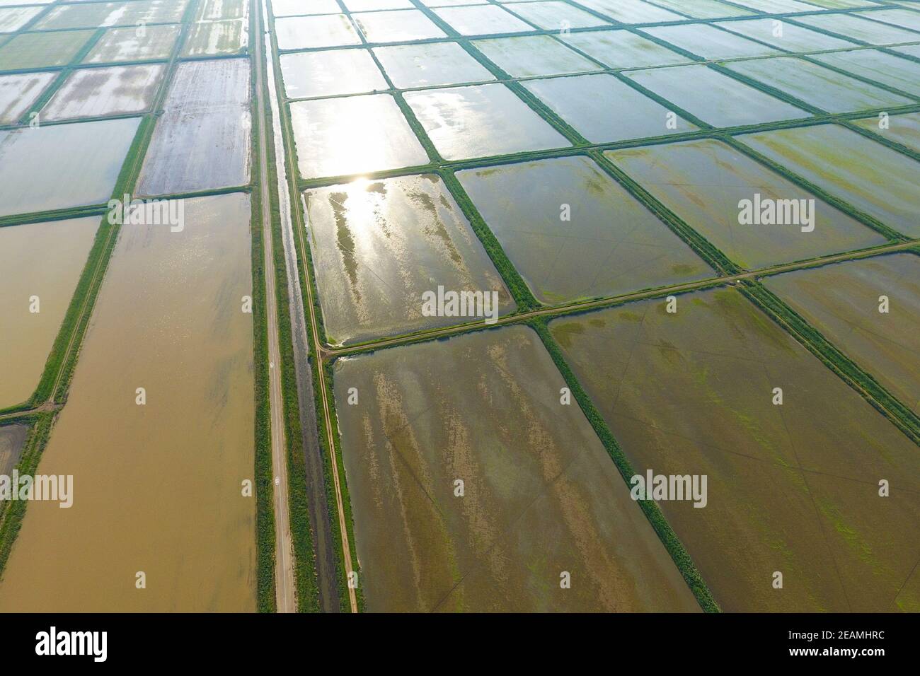 The rice fields are flooded with water. Flooded rice paddies. Agronomic ...