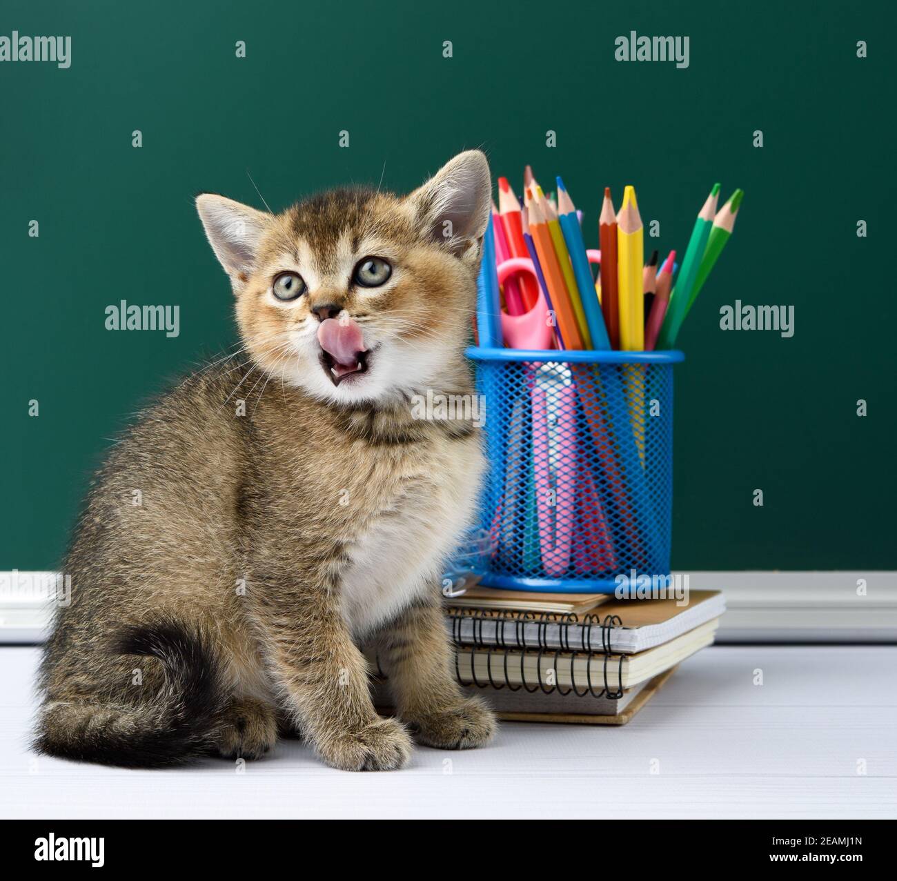 cute kitten scottish golden chinchilla straight sitting on a yellow book on a background of green chalk board and stationery Stock Photo
