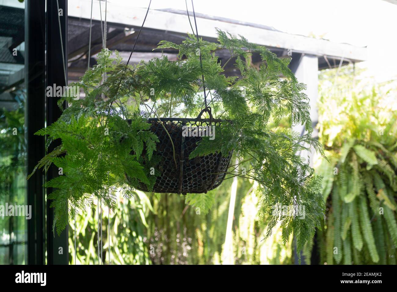 Green ferns hanging plant pot in resort Stock Photo Alamy
