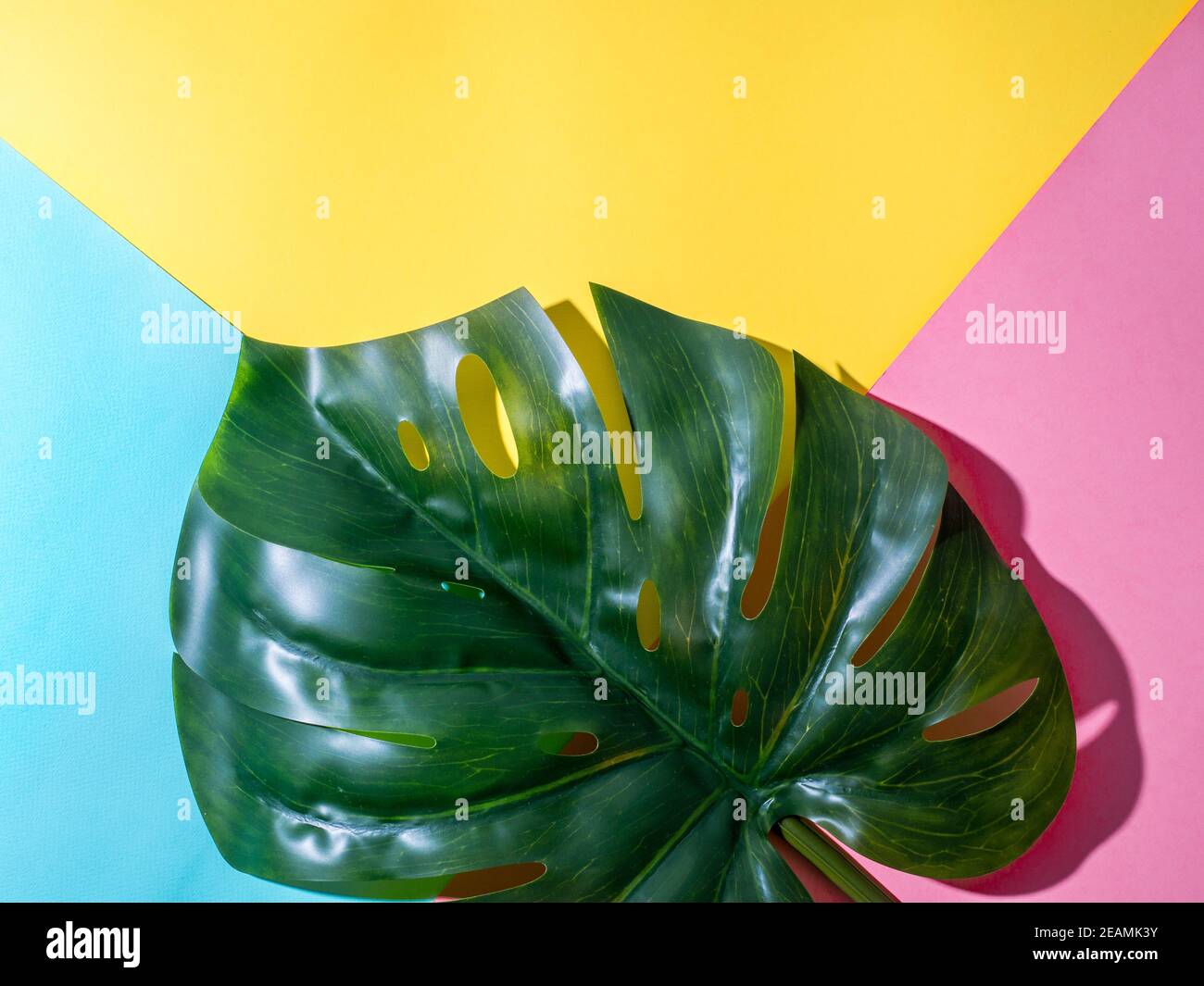 Monstera leaf on colorful background Stock Photo