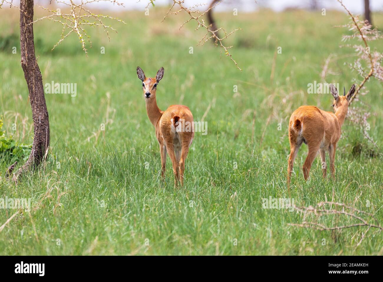 Cute Oribi antelope Ethiopia, Africa wildlife Stock Photo